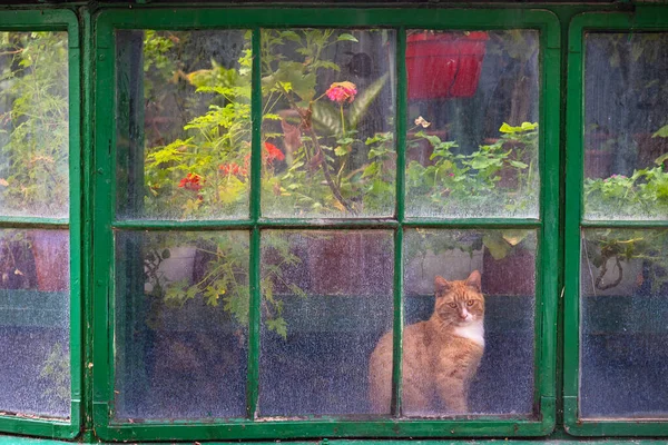 Gato Bonito Uma Velha Janela Estufa — Fotografia de Stock