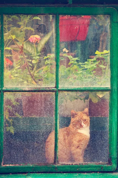 Beautiful Cat Old Greenhouse Window Using Vintage Filters — стоковое фото