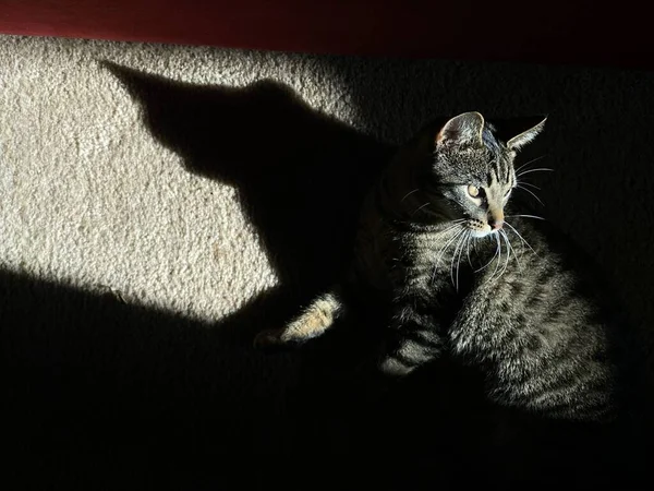 a pet cat casting a silhouette.