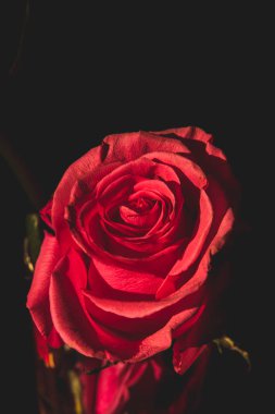Siyah arkaplanda kırmızı bir gül çiçeği