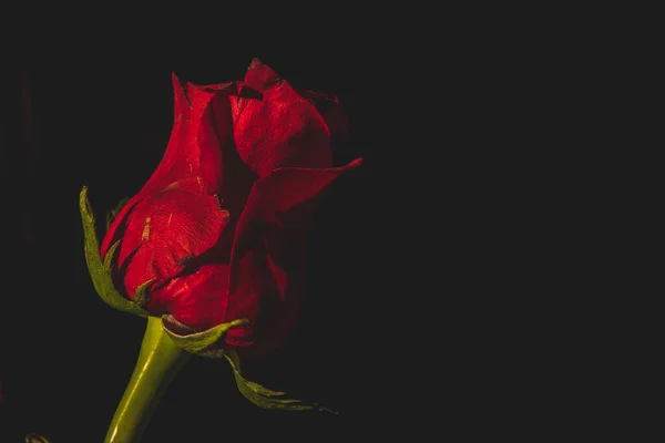 Una Rosa Roja Sobre Fondo Negro — Foto de Stock