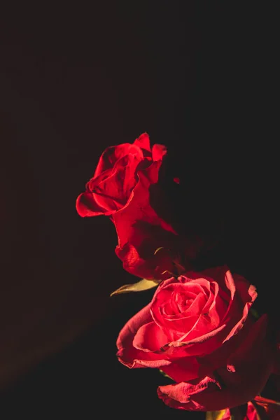 Uma Flor Rosa Vermelha Fundo Preto — Fotografia de Stock