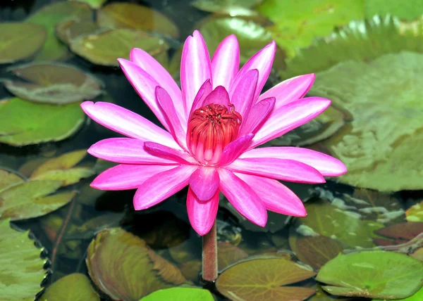Lotus Marsh — Stock Photo, Image