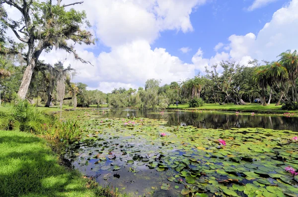 Lotus Marsh — Stok fotoğraf