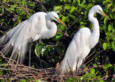 büyük beyaz ak balıkçıl