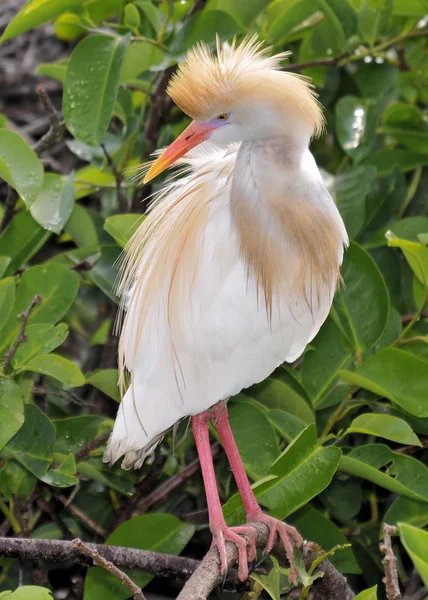 Profil de l'aigrette des bovins — Photo