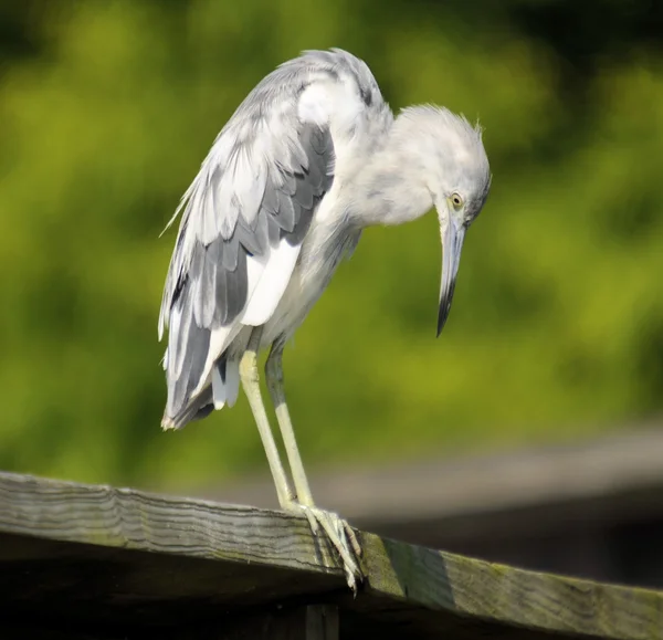 Profil de l'aigrette des bovins — Photo