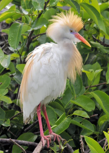 Kuhreiher-Profil — Stockfoto