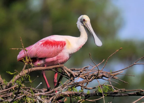 The Roseate Spoonbill — Stock Photo, Image