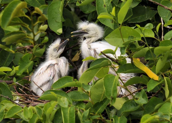 Egret em Ninho — Fotografia de Stock