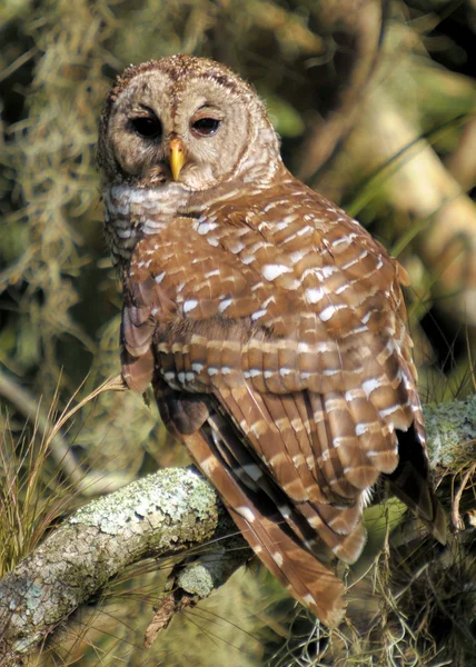 Steinkauz — Stockfoto