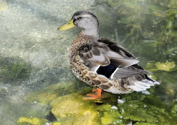 Eend in de vijver — Stockfoto