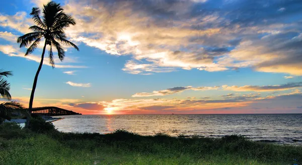 Palmera de Bahía — Foto de Stock