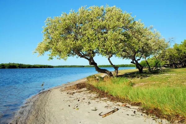 Plaża drzewo — Zdjęcie stockowe