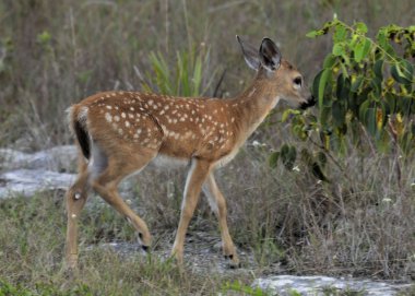 anahtar geyik geyik yavrusu