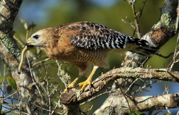 Hawk and Snake — Stock Photo, Image