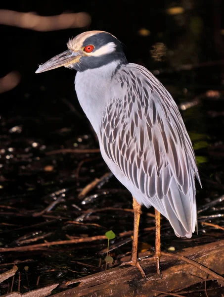 Perfil da coroa amarela — Fotografia de Stock