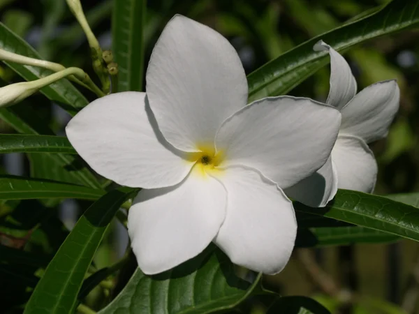 Étoile blanche — Photo