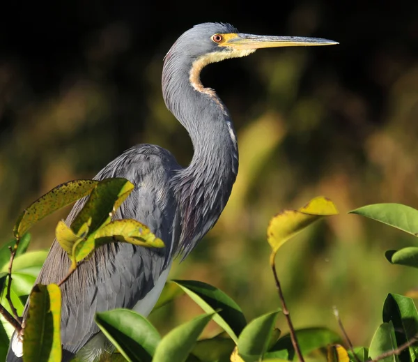 Tri-colorat Heron — Fotografie, imagine de stoc