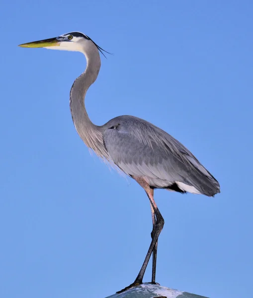 Stehend blau — Stockfoto