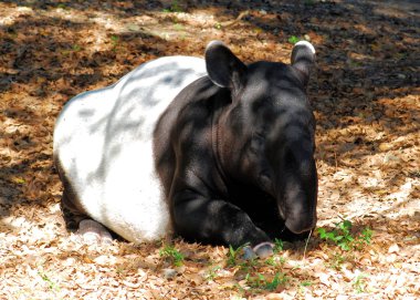 The Tapir clipart