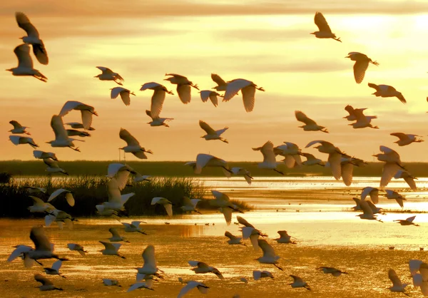 ak balıkçıl gündoğumu