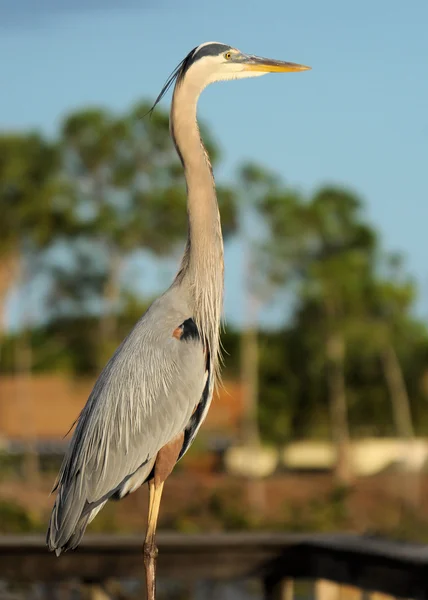 Grande garça azul — Fotografia de Stock