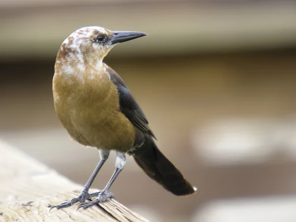 Leucisme Grackle gras — Stockfoto