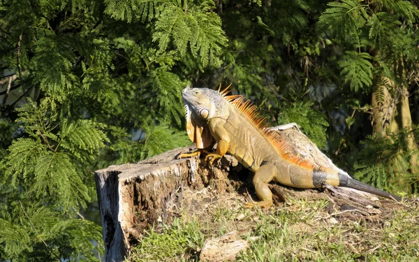 Iguana — Stockfoto