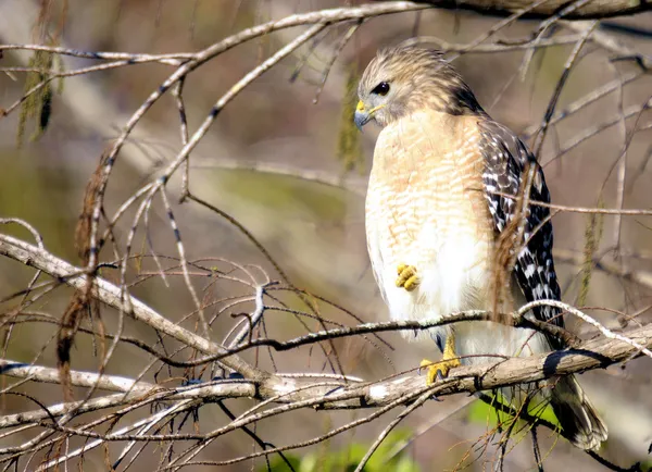 Wachsamer Falke — Stockfoto