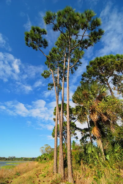 Tall Pine — Stock Photo, Image