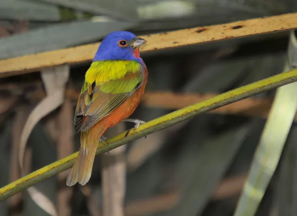 gökkuşağı renkleri