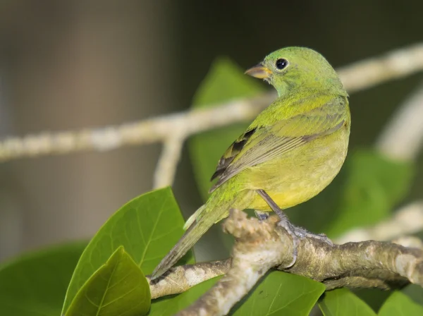 Kvinnliga painted bunting — Stockfoto