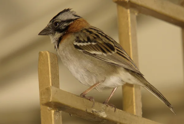 Rödstjärtad-collared sparv — Stockfoto