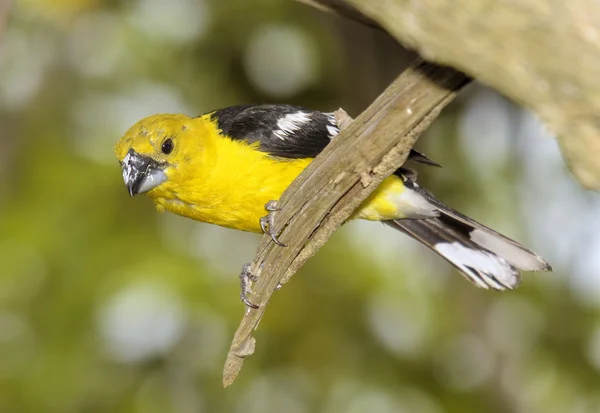 Žlutá grosbeak — Stock fotografie