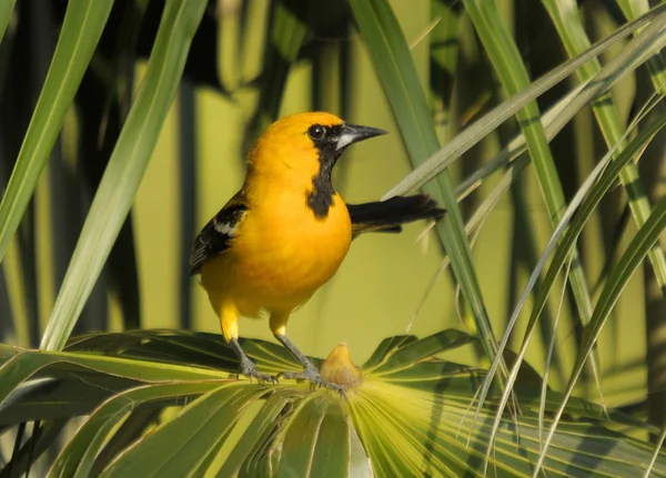 Altimira Oriole — Fotografia de Stock