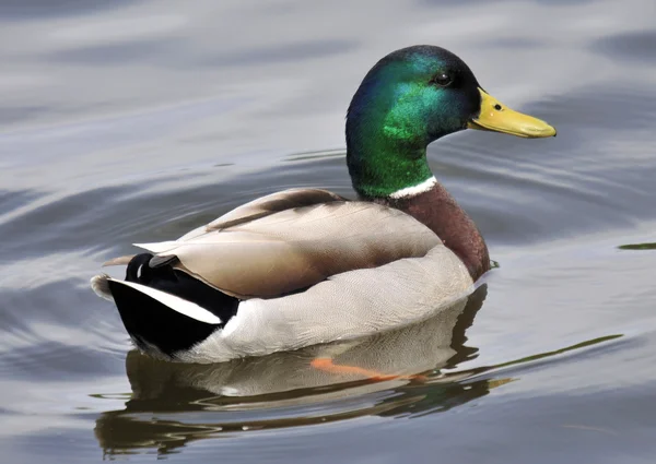 The Male Mallard — Stock Photo, Image