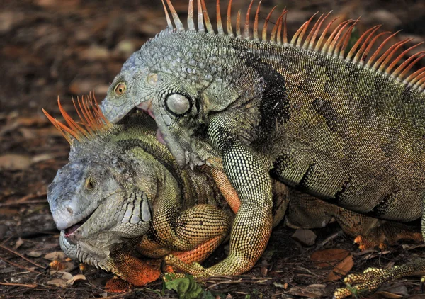 Lotta contro le iguane maschi — Foto Stock