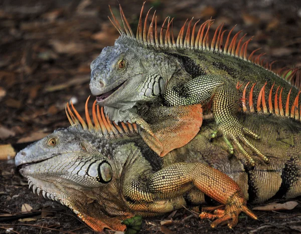 Lotta contro le iguane maschi — Foto Stock