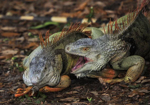 Combatiendo iguanas macho —  Fotos de Stock