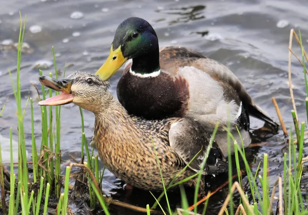 De wilde eend — Stockfoto