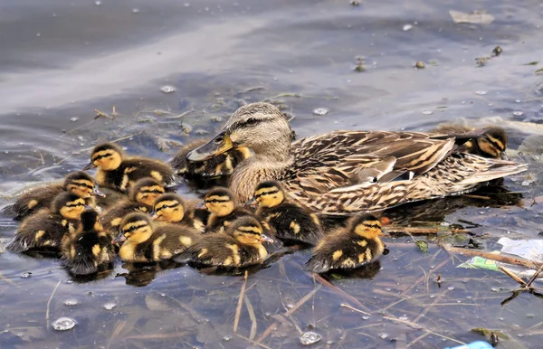 Kinder um sich scharen — Stockfoto