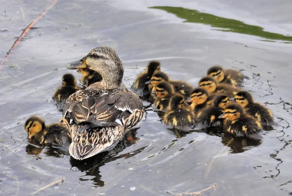 Protecting the Young — Stock Photo, Image