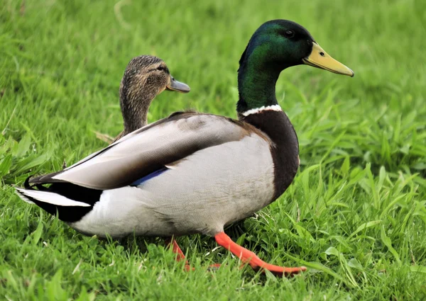 Keluarga Mallard — Stok Foto