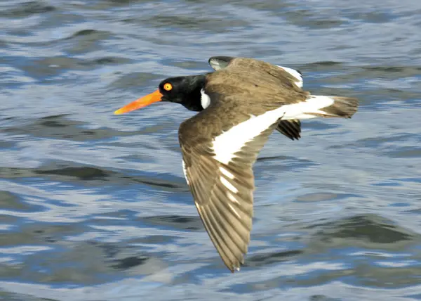 Oyster Catcher — Stock Photo, Image