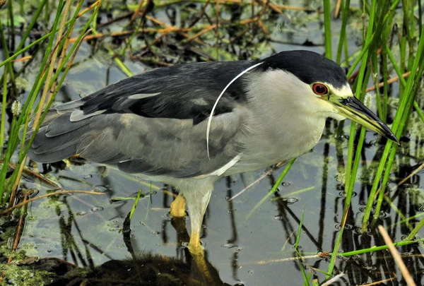 Schwarzkronenreiher — Stockfoto