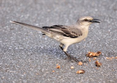 Tropikal Mockingbird