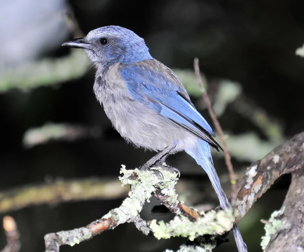 Flórida scrub jay — Fotografia de Stock