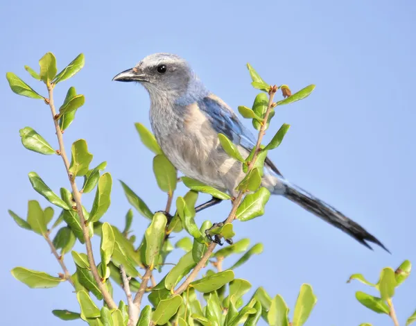 Florida Scrub Jay — Stockfoto