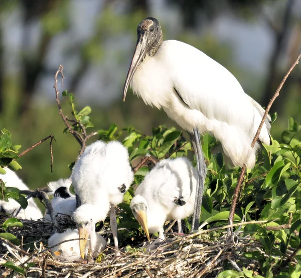 Der Waldstorch — Stockfoto